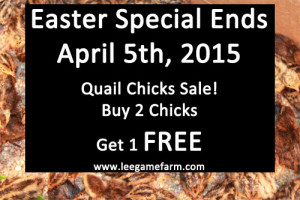 quail_chick_easter_sale_04_05_2015